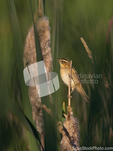 Image of Sedge warbler (Acrocephalus schoenobaenus) on reed