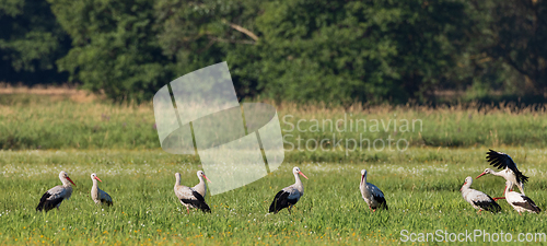 Image of Group of White Stork(Ciconia ciconia) in meadow