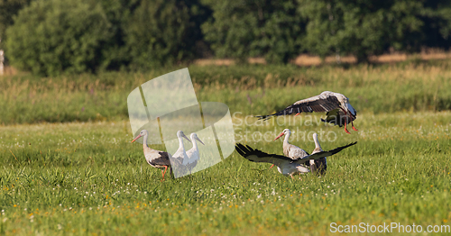 Image of Group of White Stork(Ciconia ciconia) in meadow