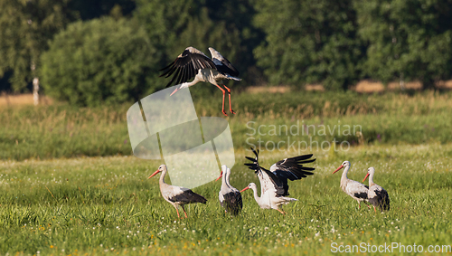 Image of Group of White Stork(Ciconia ciconia) in meadow