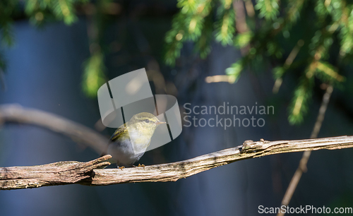 Image of Wood Warbler ( Rhadina sibilatrix) on branch