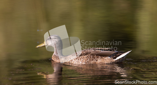 Image of Mallard (Anas platyrhynchos) female during foraging