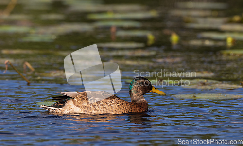 Image of Mallard (Anas platyrhynchos) female during foraging