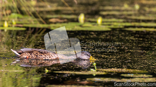 Image of Mallard (Anas platyrhynchos) female during foraging