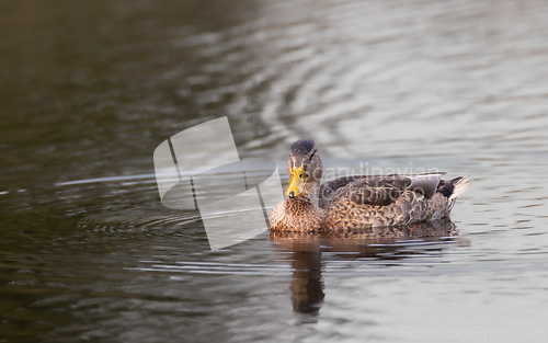 Image of Mallard (Anas platyrhynchos) female during foraging