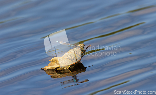 Image of Dragonfly sitting on dry leaf