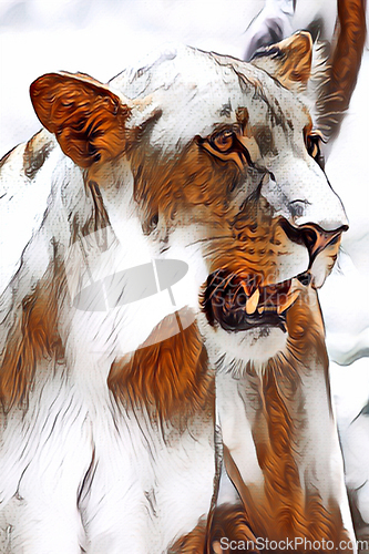 Image of Lion (Panthera leo)