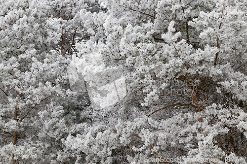 Image of Frost on needles of pine