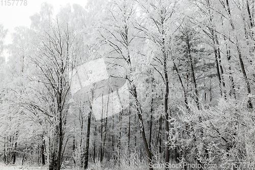 Image of winter forest