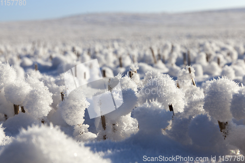 Image of Field in the snow