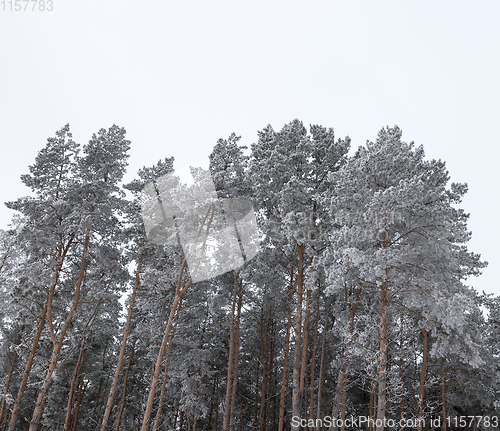 Image of Snow drifts in winter