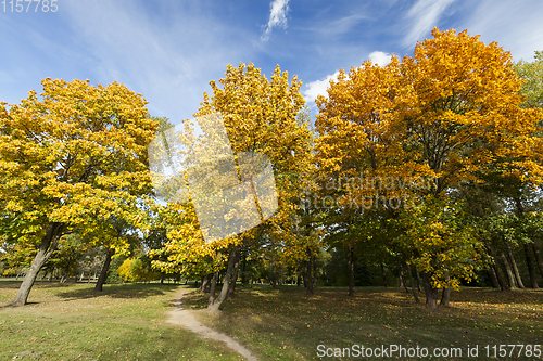 Image of yellowed maple trees in autumn