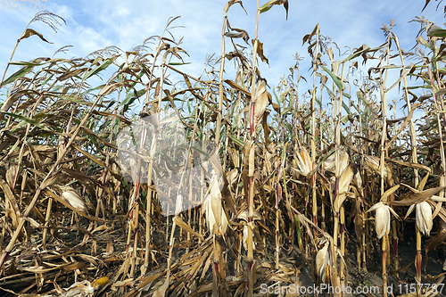 Image of Mature corn