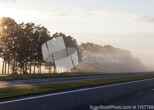 Image of trees during dawn