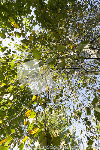 Image of changing birch foliage