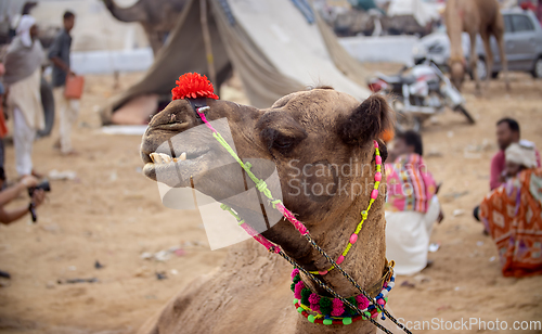 Image of Camels at the Pushkar Fair, also called the Pushkar Camel Fair o