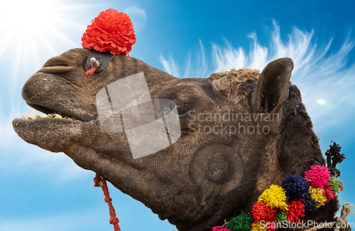 Image of Camels at the Pushkar Fair, also called the Pushkar Camel Fair o