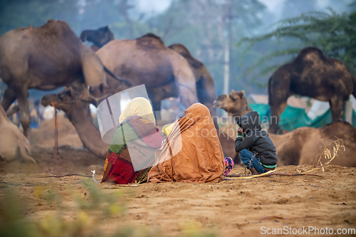 Image of Camels at the Pushkar Fair, also called the Pushkar Camel Fair o