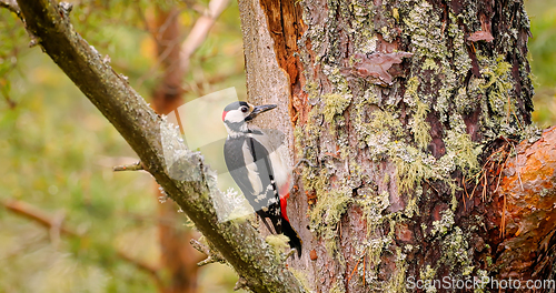 Image of Great spotted woodpecker bird on a tree looking for food. Great