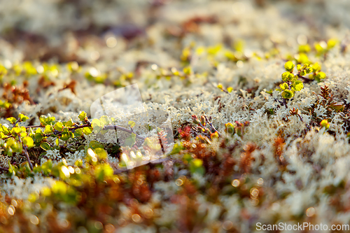 Image of Arctic Tundra lichen moss close-up. Found primarily in areas of