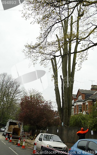 Image of Tree Felling