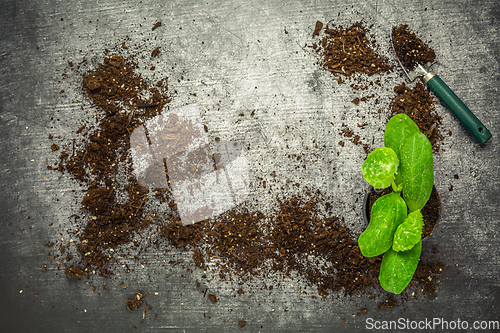 Image of Vegetable propagation and replanting seedling concept with flowerpots, soil and gardening tools