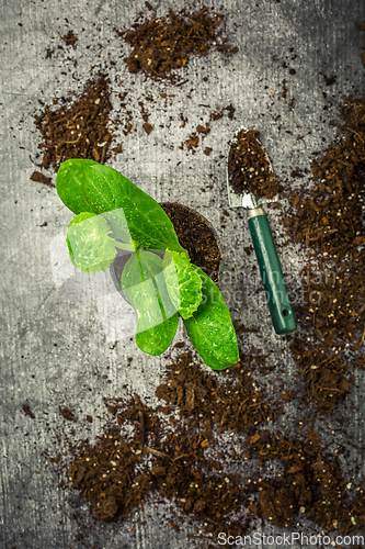 Image of Vegetable propagation and replanting seedling concept with flowerpots, soil and gardening tools