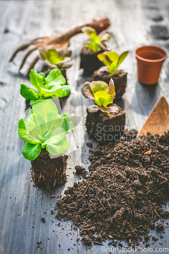 Image of Planting young seedlings of lettuce in vegetable raised bed