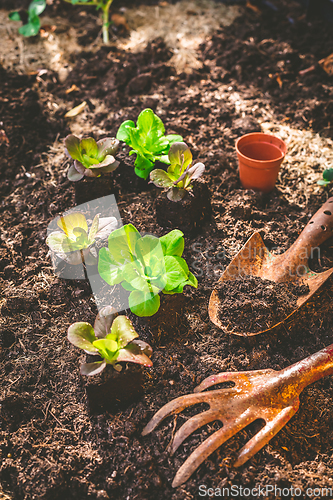 Image of Planting young seedlings of lettuce in vegetable raised bed