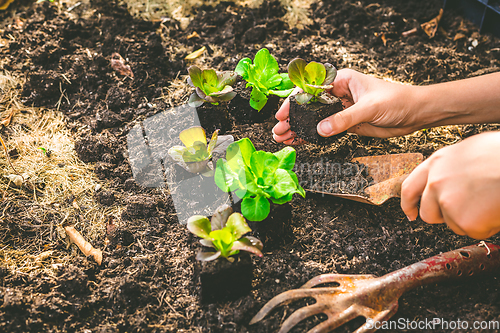 Image of Planting young seedlings of lettuce in vegetable raised bed