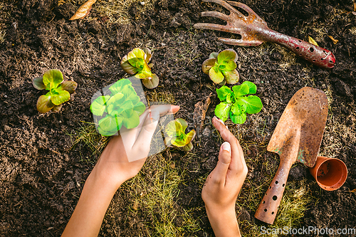 Image of Planting young seedlings of lettuce in vegetable raised bed