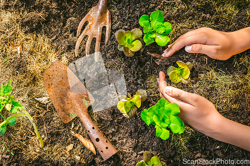 Image of Planting young seedlings of lettuce in vegetable raised bed