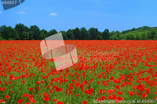 Image of Poppies Field