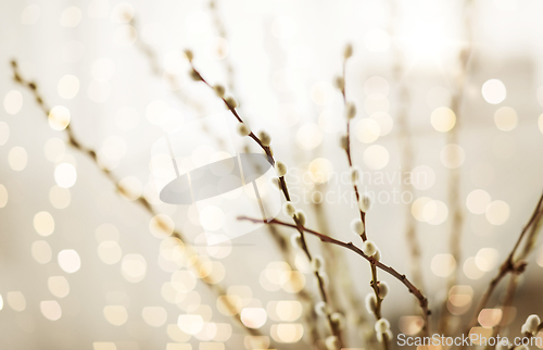 Image of close up of pussy willow branches indoors