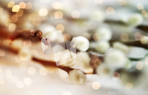 Image of close up of pussy willow branches on white