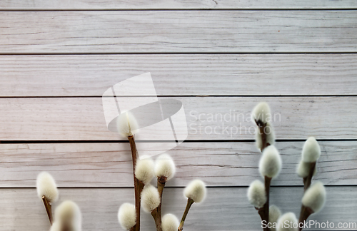 Image of close up of pussy willow branches on white