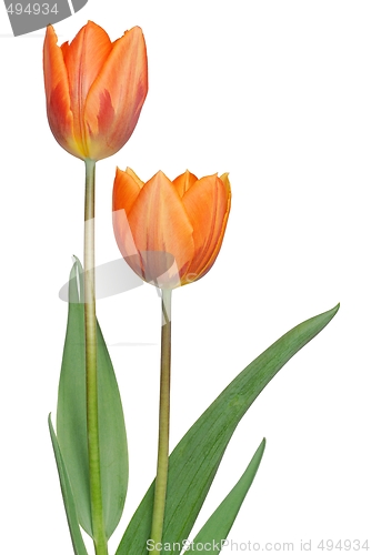 Image of Tulips