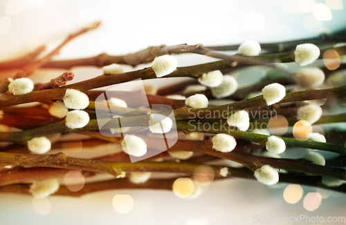 Image of close up of pussy willow branches over lights