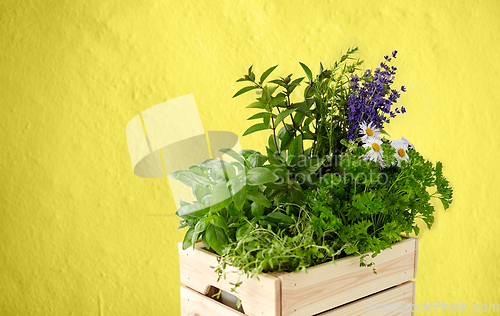 Image of green herbs and flowers in wooden box on yellow