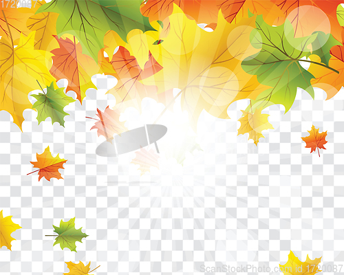 Image of Maple leaves on transparency grid