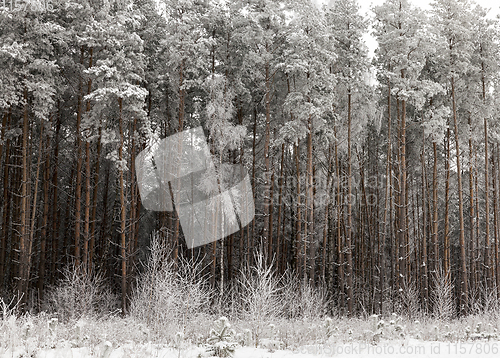 Image of Frost in the trees
