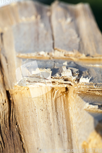 Image of cracked tree trunk