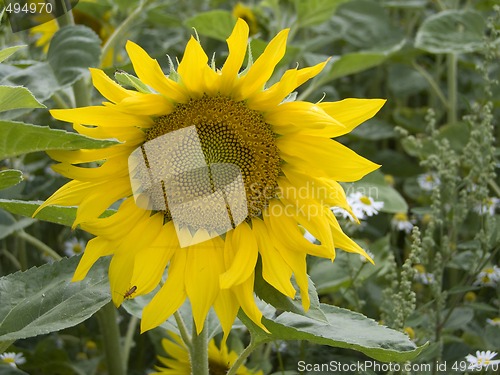 Image of Sunflower