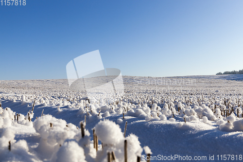 Image of Snow covered field