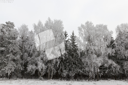 Image of Photographed winter forest