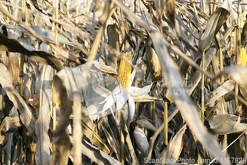 Image of dry field