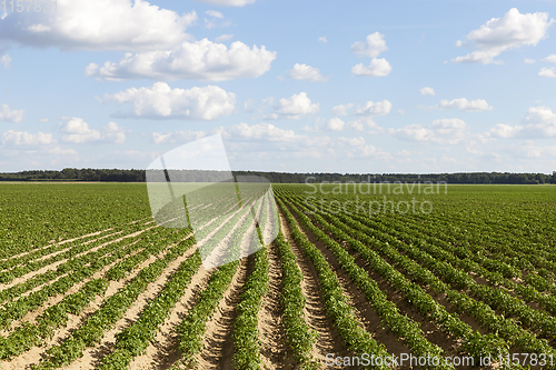 Image of long furrows