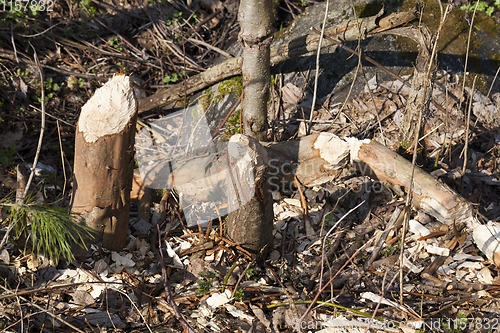 Image of trunks of small trees