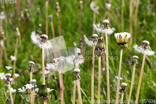 Image of dandelions seeds