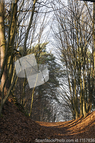 Image of village road through forest